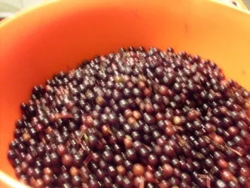 Schwarze Holundermarmelade - Rezept - Bild Nr. 3