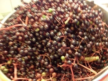 Rezept: Holundersaft Bild Nr. 2 Holundersaft - Rezept - Bild Nr. 2