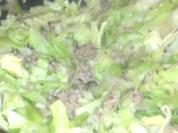 Schnelle Spitzkohlpfanne - Rezept