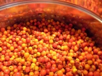 Eberesche / Vogelbeerzwetschgensirup - Rezept - Bild Nr. 2