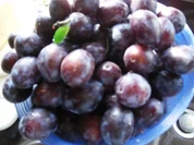 Rezept: Kuchen- Pfälzer Quetschekuchen (Fotos) Kuchen- Pfälzer Quetschekuchen (Fotos) - Rezept