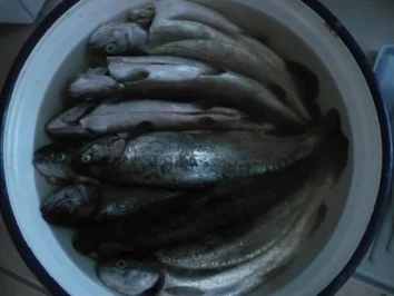 Rezept: Forelle - gold Bild Nr. 2 Forelle - gold - Rezept - Bild Nr. 2