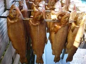 Forelle  - gold - Rezept