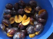 Nachspeise-Zwetschgentiramisu mit Schuss(Foto) - Rezept