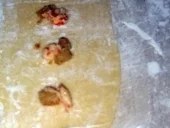 Rezept: Flusskrebs-Ravioli mit Salbeibutter Bild Nr. 5 Flusskrebs-Ravioli mit Salbeibutter - Rezept - Bild Nr. 5