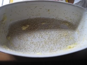 Rezept: Maismehlbrot (ohne Hefe) gefüllt mit Broccoli Bild Nr. 5 Maismehlbrot (ohne Hefe) gefüllt mit Broccoli - Rezept - Bild Nr. 5