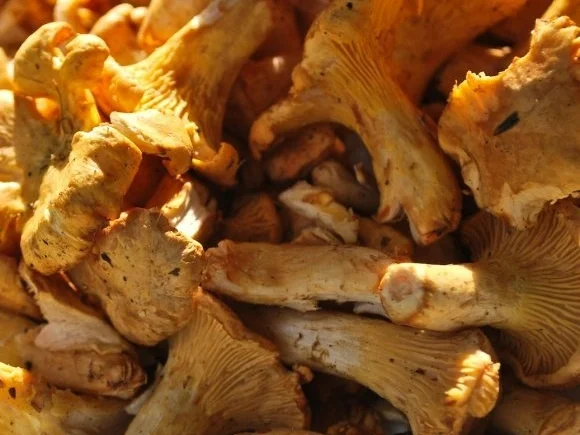 Rezept: Ravioli mit Pfifferlingen Ravioli mit Pfifferlingen - Rezept