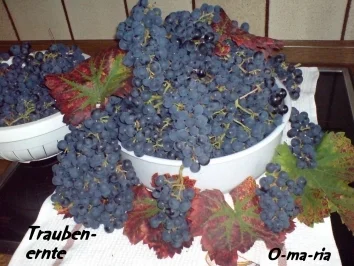 Rezept: Eingemachtes Trauben-Melisse-Gelee Bild Nr. 5 Eingemachtes Trauben-Melisse-Gelee - Rezept - Bild Nr. 5