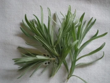 Rezept: Lavendel-Panna-Cotta mit karamelisierten Feigen Bild Nr. 3 Lavendel-Panna-Cotta mit karamelisierten Feigen - Rezept - Bild Nr. 3