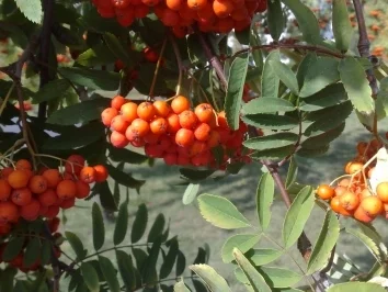 Ebereschelikör - Rezept - Bild Nr. 2