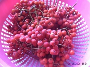 Ebereschelikör - Rezept - Bild Nr. 3