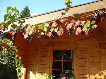 Weintrauben - Likör - Rezept - Bild Nr. 2