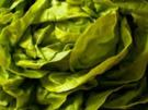 Kopfsalat mit Huhn - Rezept
