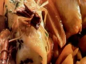 erster gang rotolini di sogliola alla spezie - Rezept