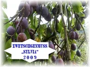 Rezept: Zwetschgenmus thรผringer art Zwetschgenmus thรผringer art - Rezept