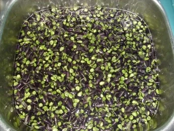 Bohneneintopf mit Lammfleisch - Rezept - Bild Nr. 4