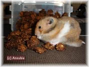 Tierbedarf - Bananenkekse für Nagetiere - Rezept