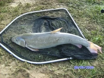 Flußbarbe mit Pfiff und Rosmarienkartoffel - Rezept - Bild Nr. 2