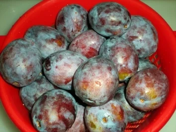 Rezept: KUCHEN: Pflaumen-Hefekuchen vom Blech Bild Nr. 3 KUCHEN: Pflaumen-Hefekuchen vom Blech - Rezept - Bild Nr. 3