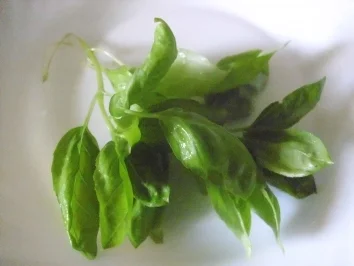 Rezept: Penne mit Käsecreme Bild Nr. 8 Penne mit Käsecreme - Rezept - Bild Nr. 8