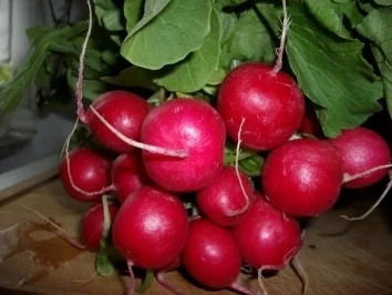 Rezept: Radischen Maus Bild Nr. 2 Radischen Maus - Rezept - Bild Nr. 2