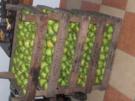 Apfelgelee mit Ingwernote - Rezept