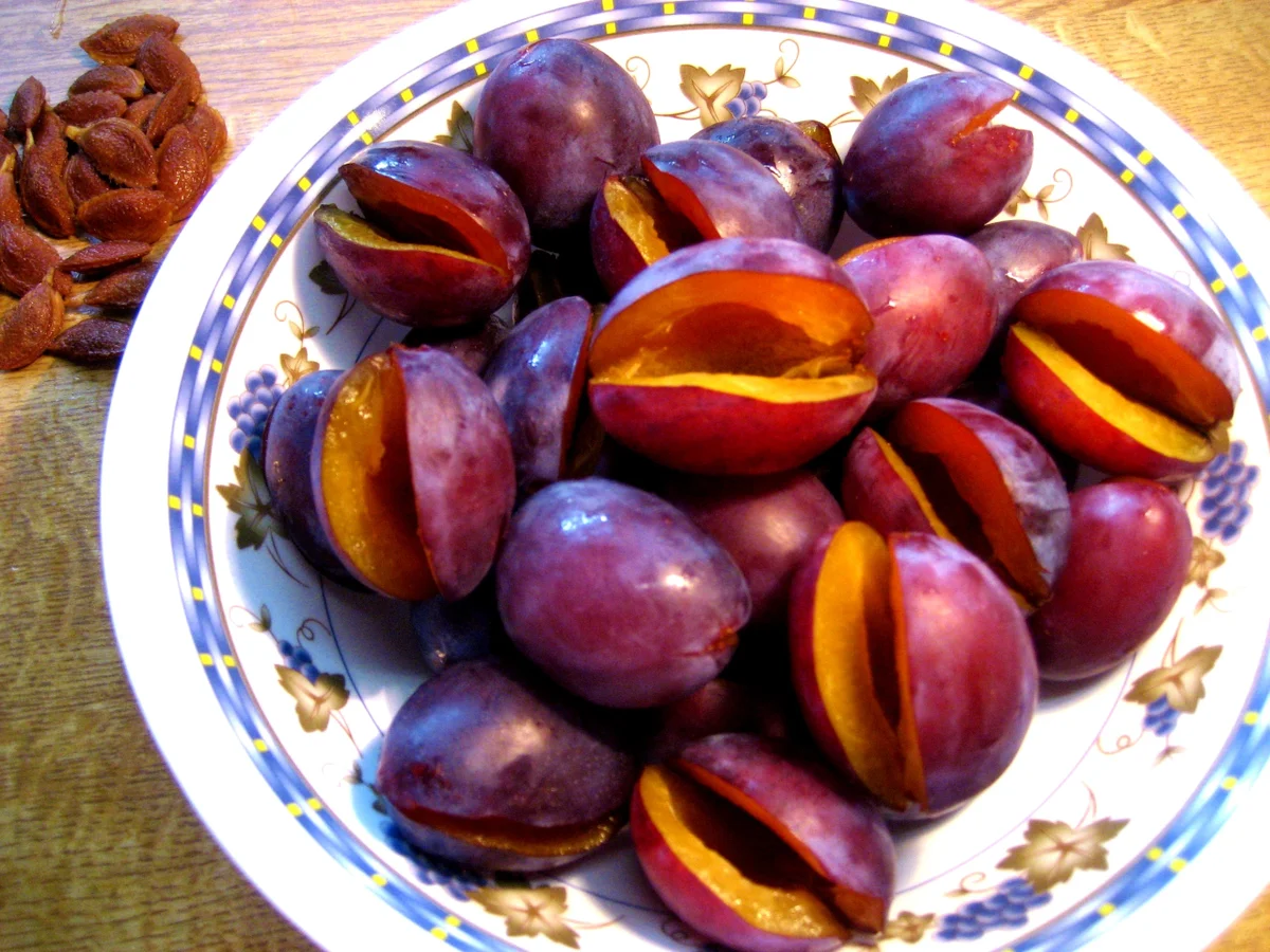 Pflaumenklöße nach Mutters Rezept - Rezept - Bild Nr. 8846