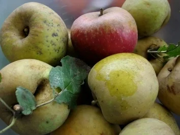 Rezept: Apfel Pfannekuchen Bild Nr. 2 Apfel Pfannekuchen - Rezept - Bild Nr. 2