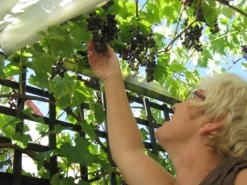 Rum-Trauben-Nuss-Schokoladen-Fruchtaufstrich - Rezept - Bild Nr. 2