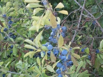 Rezept: Ostseefeuer Bild Nr. 2 Ostseefeuer - Rezept - Bild Nr. 2