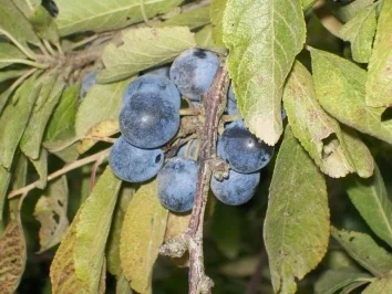 Rezept: Ostseefeuer Bild Nr. 3 Ostseefeuer - Rezept - Bild Nr. 3