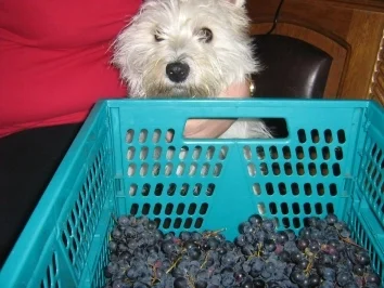 Rezept: Neuer Wein - Sußer Bild Nr. 2 Neuer Wein - Sußer - Rezept - Bild Nr. 2