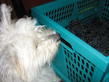 Rezept: Neuer Wein - Sußer Bild Nr. 3 Neuer Wein - Sußer - Rezept - Bild Nr. 3