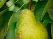 DESSERT: Birnenkompott - Rezept