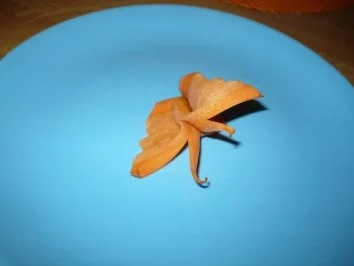 Aus der Raupe PETRA ist ein ...!!!! geworden .. - Rezept - Bild Nr. 4