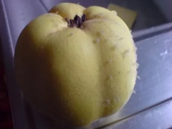 Rezept: Quittenmus Bild Nr. 5 Quittenmus - Rezept - Bild Nr. 5