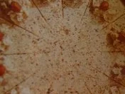 Haselnußtorte - Rezept