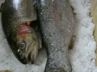 Saibling im Salzmantel - Rezept - Bild Nr. 3