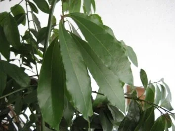 Kartoffelsuppe - Rezept - Bild Nr. 5