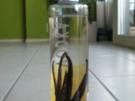 Vanille Wodka - Rezept