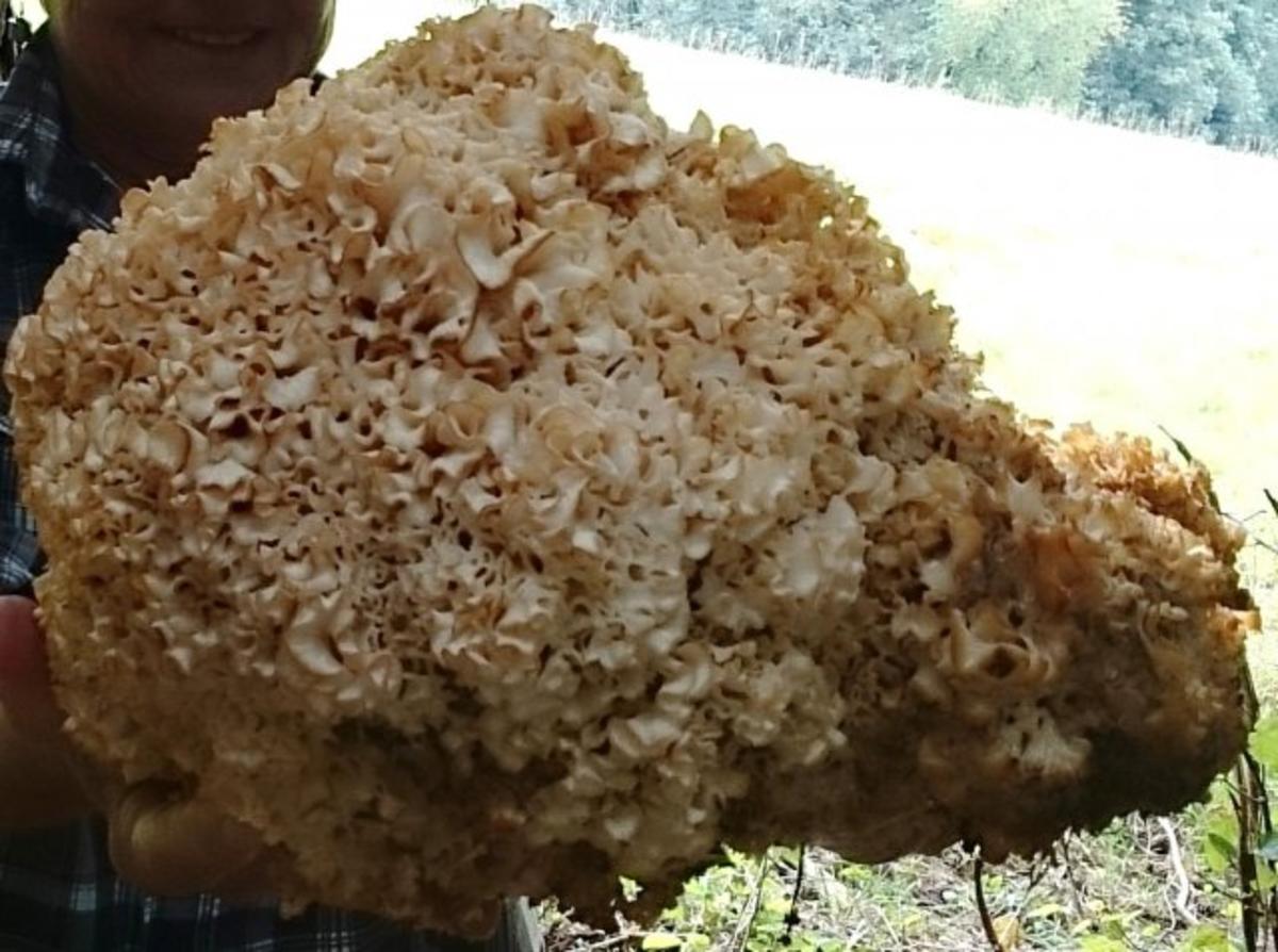 Pastasosse &amp;quot; Krause Glucke&amp;quot; - Rezept mit Bild - kochbar.de