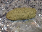 Kräuter-Gratinier-Butter - Rezept