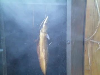 Geräucherte Forelle mit Frühkartoffeln - Rezept