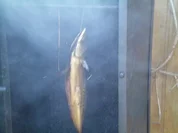 Geräucherte Forelle mit Frühkartoffeln - Rezept