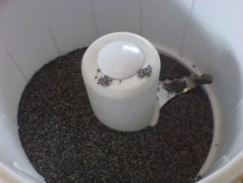 Mohn-Brioches - Rezept - Bild Nr. 4