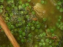 Grüne Erbsensuppe mit Garnelen im Speckmantel - Rezept