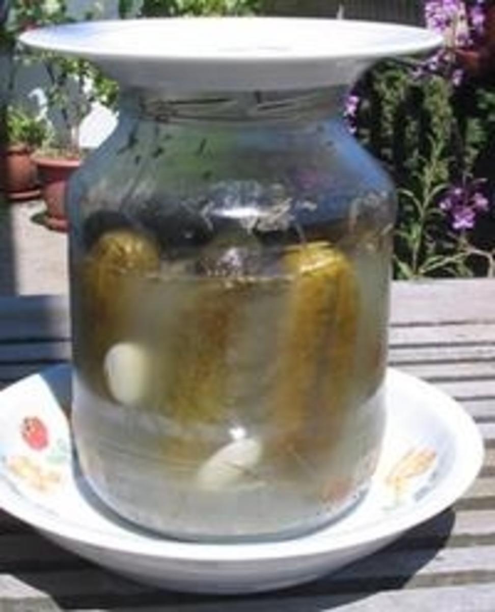 Salz Dill Gurken in Sauerkirschblätter gegärt - Rezept