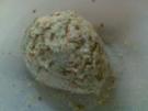 Semmelknödel - Rezept