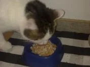 Reisfleisch für Stubentiger - Rezept