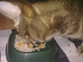 Reisfleisch für Stubentiger - Rezept - Bild Nr. 2